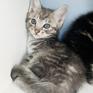 大切な家族の一員にしてあげてください