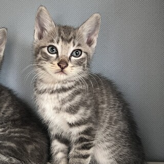 大切な家族の一員にしてあげてください