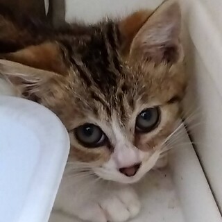 野良の仔猫ちゃんを家族に