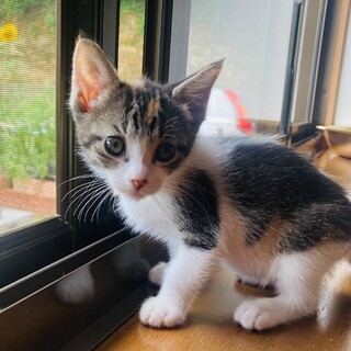 ちび三毛カワちゃん