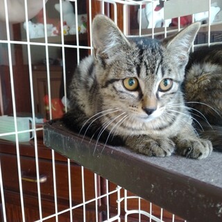 かわいいオス子猫里親募集します！