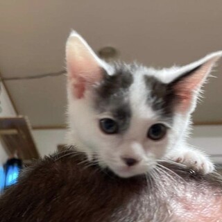 有難うございました