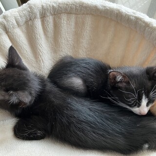 仲良し子猫2匹の里親さん探しています