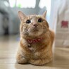 ねこちい