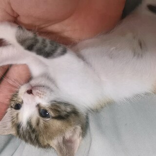 里親募集生後1ヶ月（5/17産まれ）