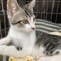 独りぼっち助けを求めた仔猫ちゃん