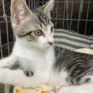 独りぼっち助けを求めた仔猫ちゃん