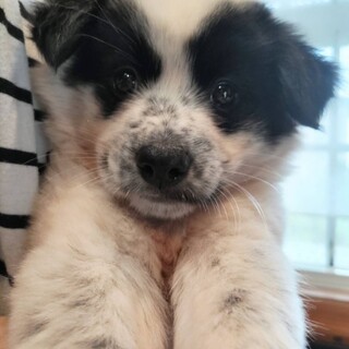 保健所からレスキュー子犬♀モフモフ♡キララちゃん