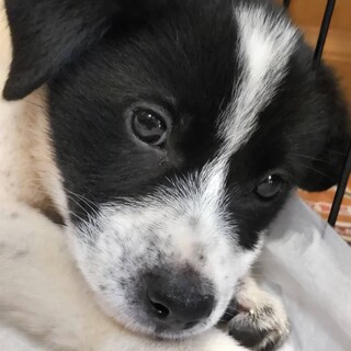 保健所からレスキュー子犬♂可愛い♡ひなた君