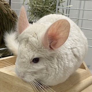 チンチラ ホワイトのメス・オス 5歳