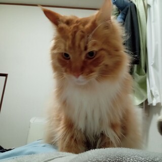 来月で4歳になるメインクーンの里親探してます。