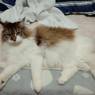 再来月で4歳になるメインクーンの里親探してます。