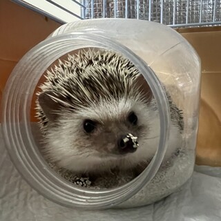 ハリネズミ君の里親を探しています