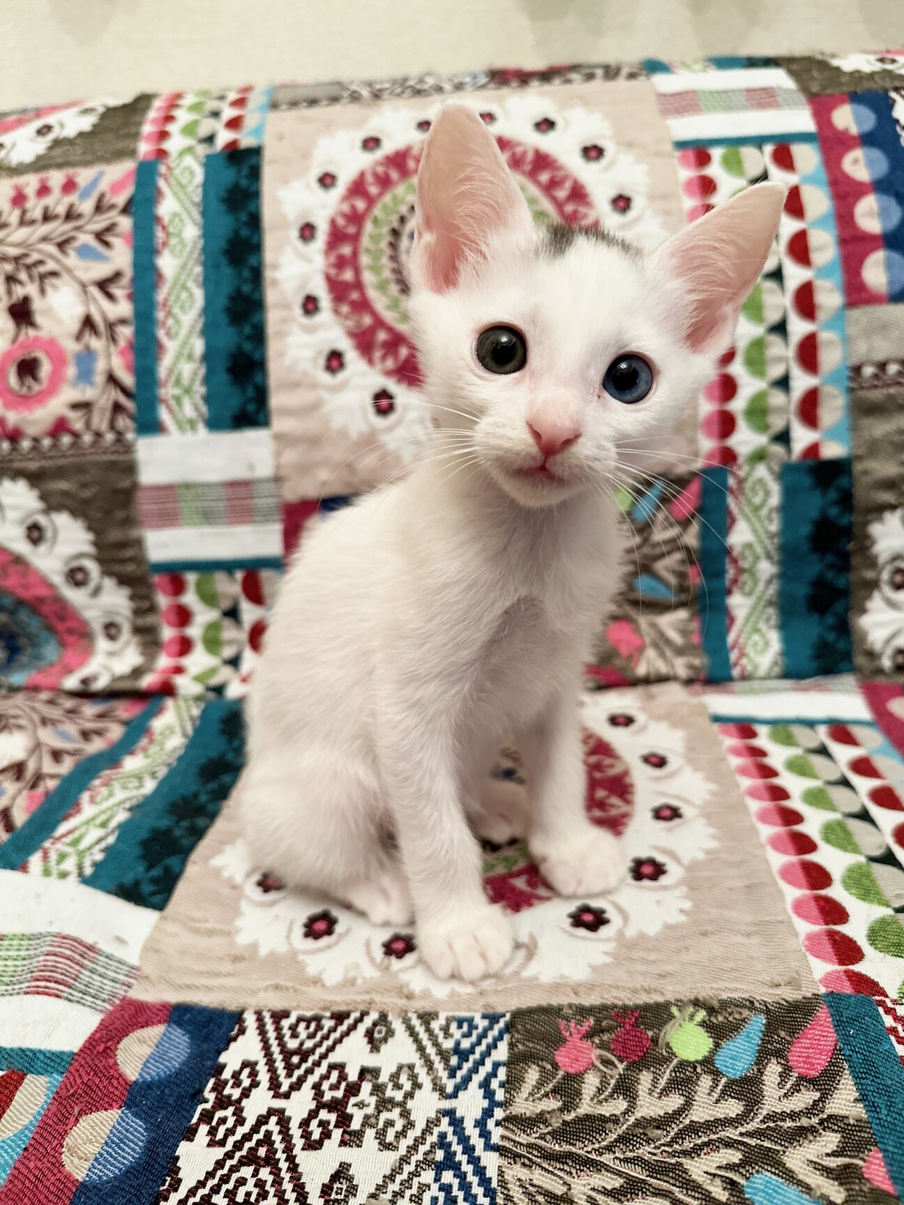 激レア☆美人オッドアイお」東京都 - 猫の里親募集(459300