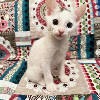 激レア☆美人オッドアイおっとり姫約2ヶ月