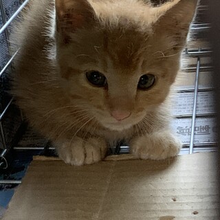 マメトラ君。とても賢いイケメンです。