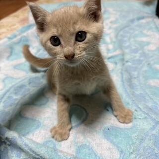 きれいなミルクティー色の男の子です