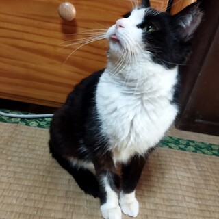 白黒のカワイイ猫ちゃんです。