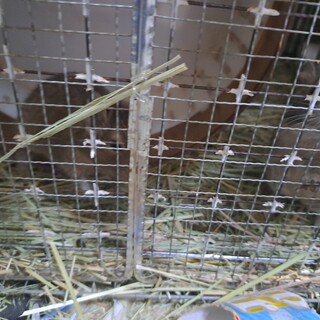 急募　里親さまお待ちしております