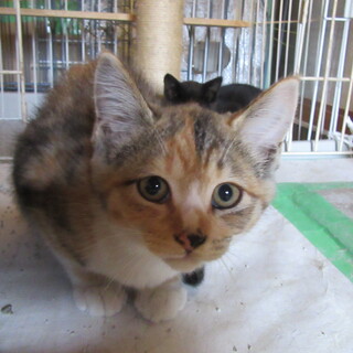 三毛と黒ねこの姉妹です。2か月位 