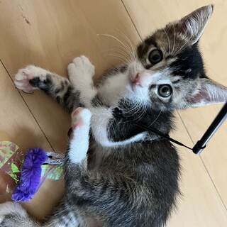 人間大好きでおっとりした男の子ฅ•ω•ฅ