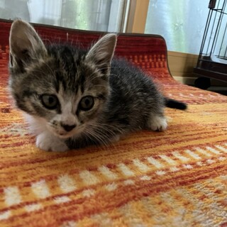 前右足きかぬも忍者の如く動くわたる君。