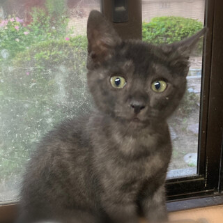 募集停止⭐️BLACKスモーク可愛い女子ひとで