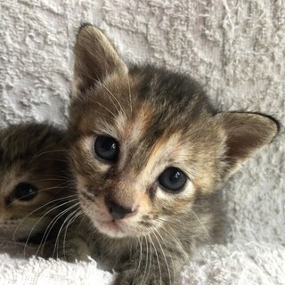 リン♀5/7生まれ