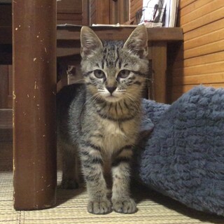 終生飼える方求む