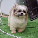 おっとりふわふわシーズーちゃん