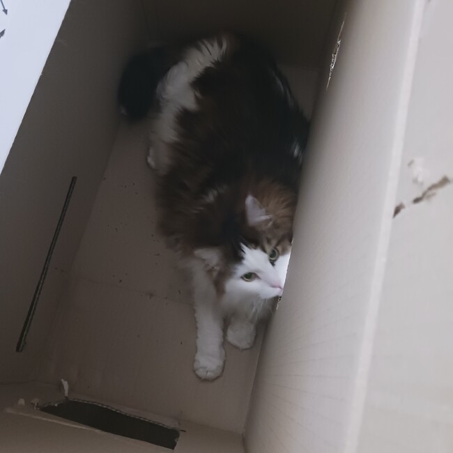 末樹のカバー写真