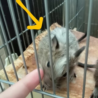 デグー　生後1~2ヶ月　