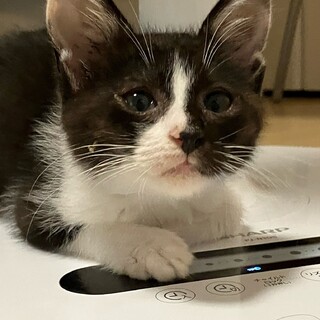 好奇心旺盛で愛嬌のある黒白★オセロくん