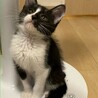 好奇心旺盛で愛嬌のある黒白★オセロくん サムネイル2