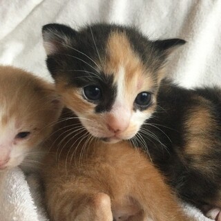 クロナ♀５／5生まれ