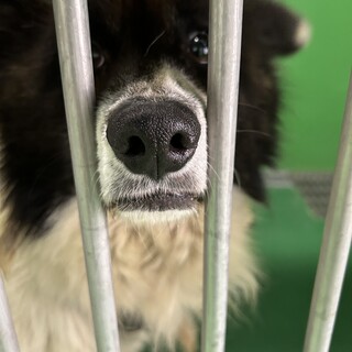 3日期限‼殺処分対象、飼主持込♂人馴れ抜群・長毛