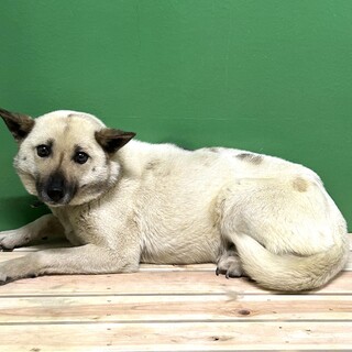 3日期限‼殺処分対象、飼主持込♀命繋げたい