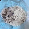 ハリネズミ　6ヶ月男の子