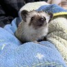 ハリネズミ　6ヶ月男の子 サムネイル2