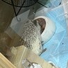 ハリネズミ　6ヶ月男の子 サムネイル4