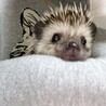 ハリネズミ　6ヶ月男の子 サムネイル5