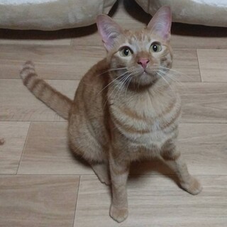 小柄な茶トラの女の子　なつみかん