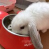ぴょんきち★★