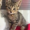 甘えんぼうな「ジャックくん」 サムネイル2