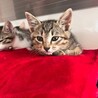 甘えんぼうな「ジャックくん」 サムネイル4