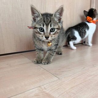 甘えんぼうな「ジャックくん」