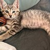 甘えんぼうな「ジャックくん」 サムネイル3