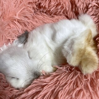 真っ白なうさぎの里親募集します