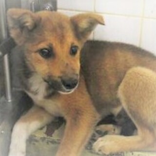 5-3-72◆可愛い子犬◆家族に迎えませんか？