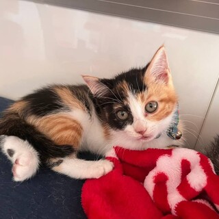 ゴロゴロ甘える「モパーちゃん」